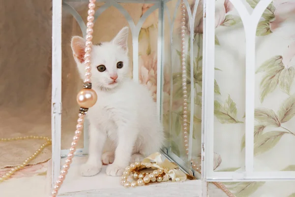 Een Klein Wit Katje Een Achtergrond Van Bloemen Met Een — Stockfoto