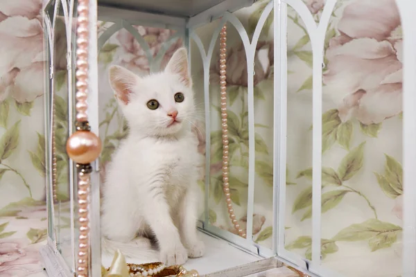 一只白色的小猫 背景上有花朵 有装饰灯笼和珍珠珠 — 图库照片