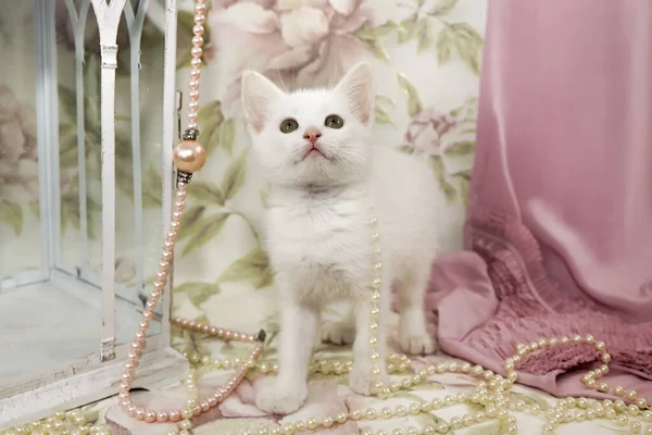 Pequeño Gatito Blanco Sobre Fondo Flores Con Una Linterna Decorativa — Foto de Stock