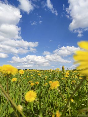 Erken bahar çiçekleriyle manzara ve bulutlu mavi bir zemin üzerinde ağaçlar.