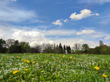 Erken bahar çiçekleriyle manzara ve bulutlu mavi bir zemin üzerinde ağaçlar.