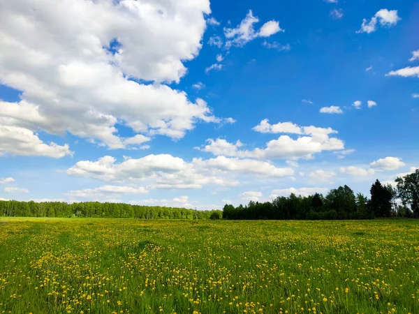 初春の花々や木々が雲に包まれた青い背景の風景 — ストック写真