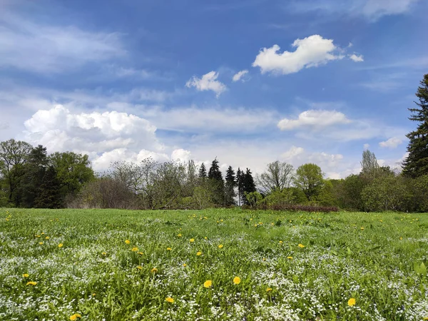 Landscape Early Spring Flowers Trees Blue Background Clouds — Stock Photo, Image