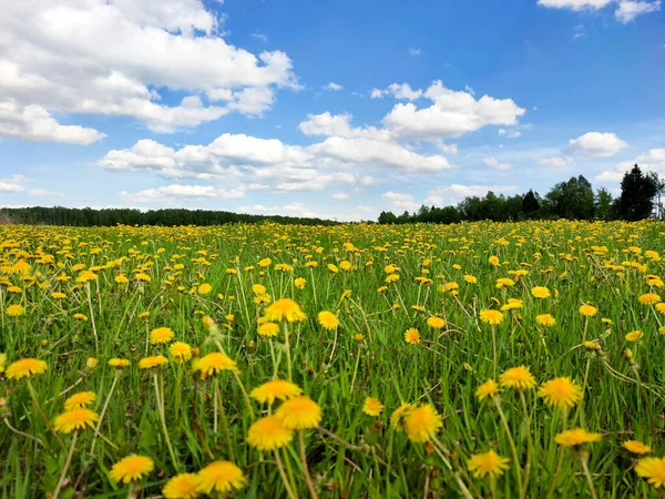 Landschaft Mit Frühlingsblumen Und Bäumen Auf Blauem Hintergrund Mit Wolken — Stockfoto