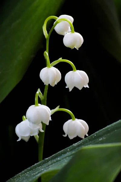 近くの渓谷の森の花ユリ — ストック写真