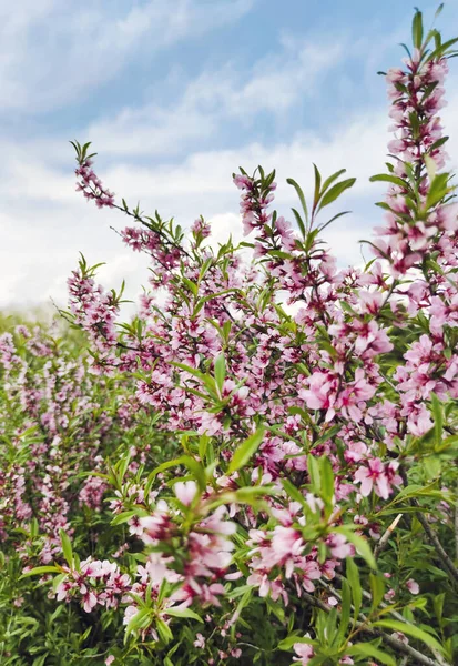 5月にピンク色の花を持つアーモンドの低木の開花 — ストック写真