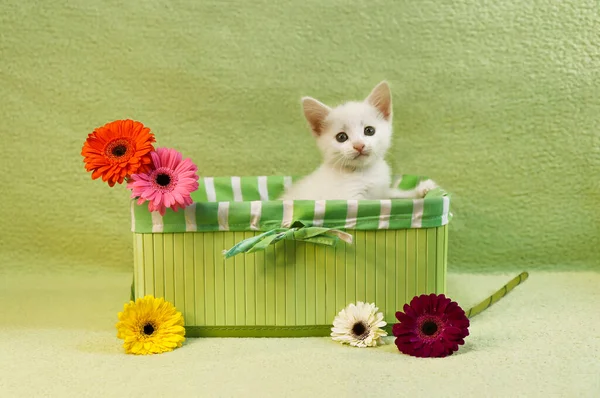 Een Klein Wit Katje Met Een Groene Mand Kleurrijke Gerbera — Stockfoto