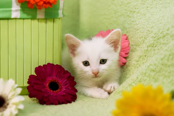 Een Klein Wit Katje Met Een Groene Mand Kleurrijke Gerbera — Stockfoto