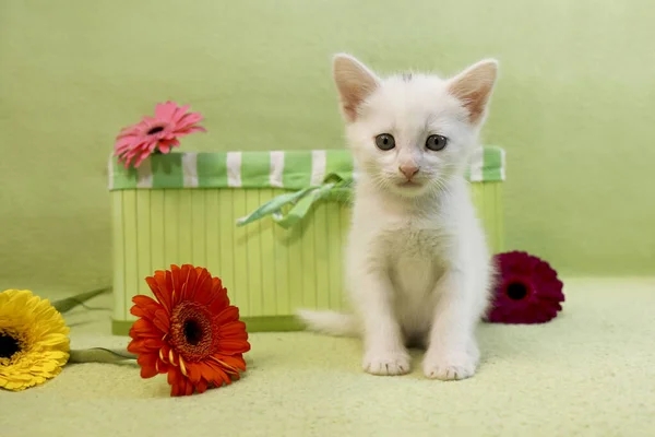 Yeşil Sepetli Küçük Beyaz Bir Kedi Yavrusu Renkli Gerbera Çiçekleri — Stok fotoğraf