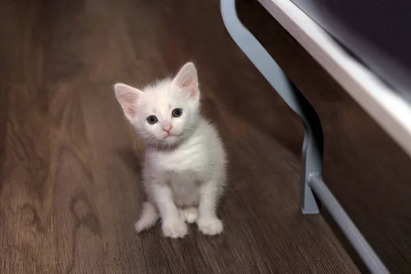 房子的地板上坐着一只白色的小猫咪 — 图库照片