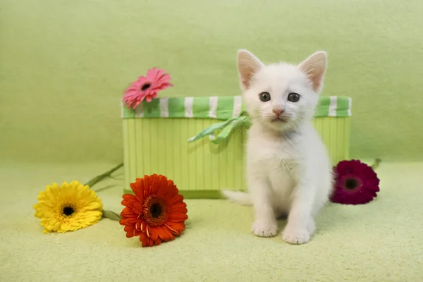 Een Klein Wit Katje Met Een Groene Mand Kleurrijke Gerbera — Stockfoto