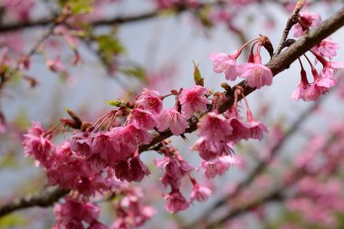 vahşi Himalaya kiraz