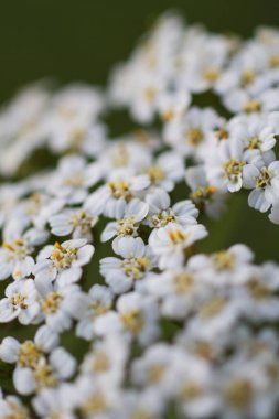 Güneşli bir yaz günü makro fotoğrafçılığında yeşil çimlerin üzerinde beyaz, güzel, taze çayır çiçekleri..