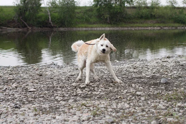 Divertido Perro Rojo Raza Akita Inu Banco Rocoso Dispersa Gotas — Foto de Stock