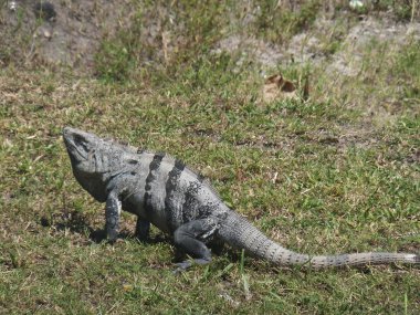 Iguana