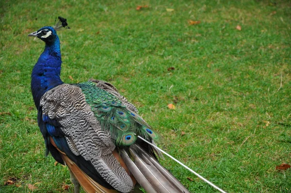 Peacock — Stock Photo, Image