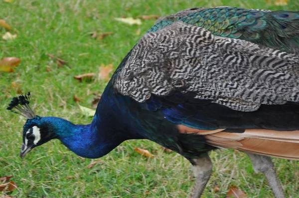 Pavão — Fotografia de Stock