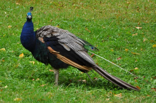 Pfau — Stockfoto