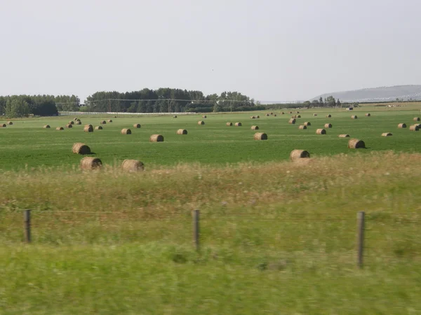 Rolls of hay on field in Calgary, Canada