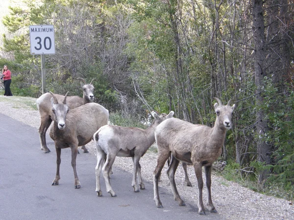 Alce nas montanhas rochosas — Fotografia de Stock