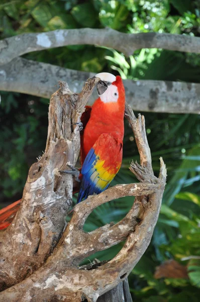 Parrot — Stock Photo, Image