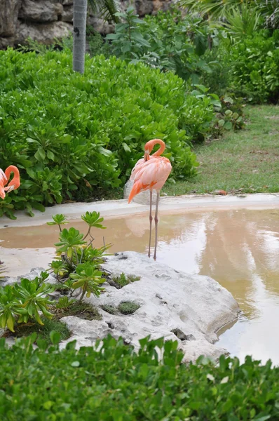 Flamingo — Stok fotoğraf