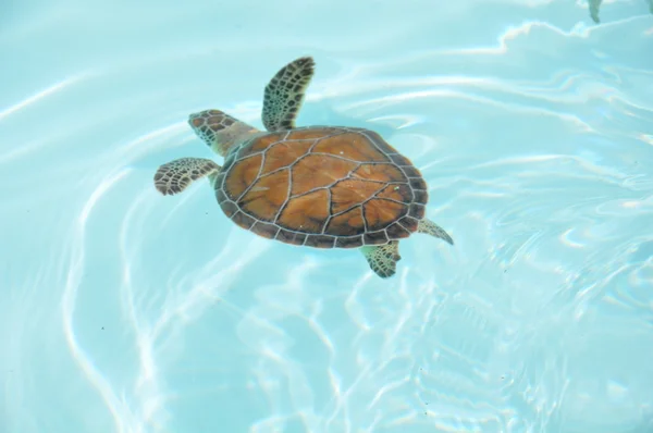 Schildkröte — Stockfoto