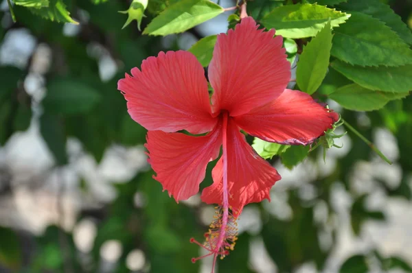 Flor — Fotografia de Stock