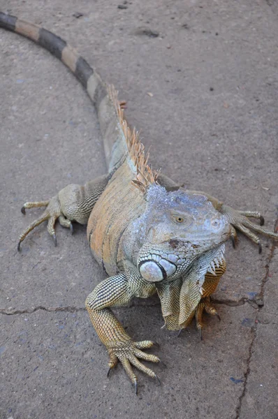 Iguana — Stockfoto