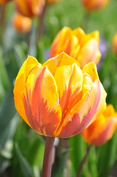 Tulpen — Stockfoto