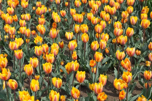 Tulip — Stok Foto