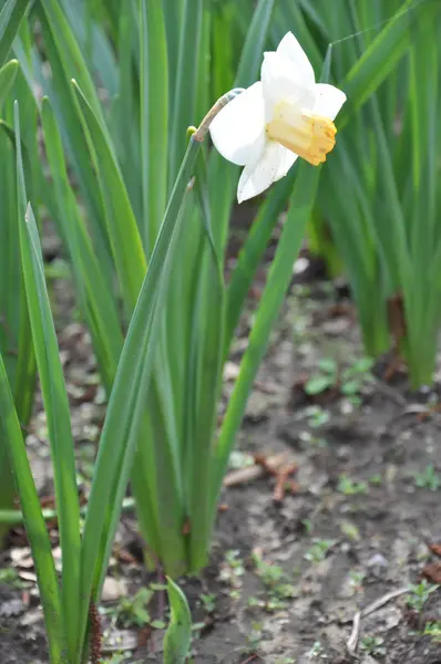 Flores — Fotografia de Stock