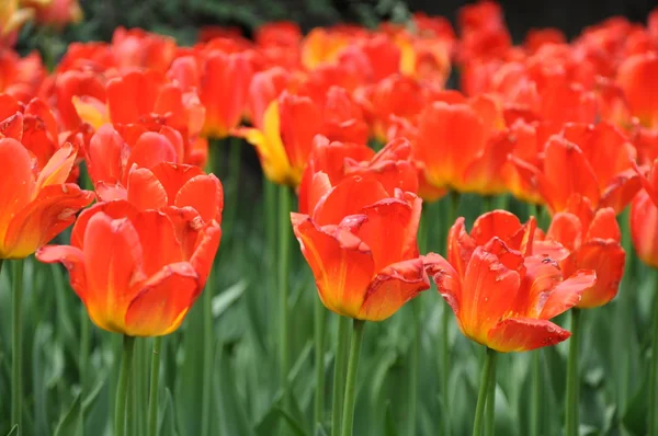 Tulpen — Stockfoto