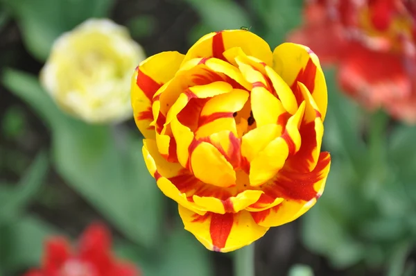 Tulpen — Stockfoto