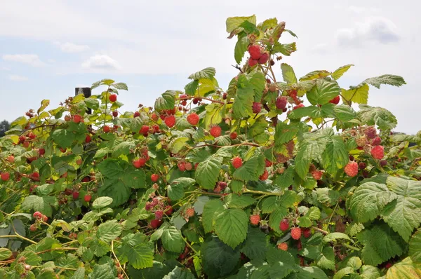 Raspberry velden in Canada — Stockfoto