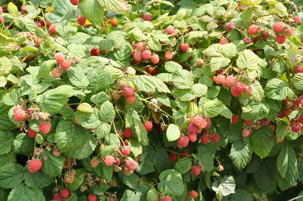 Raspberry velden in Canada — Stockfoto