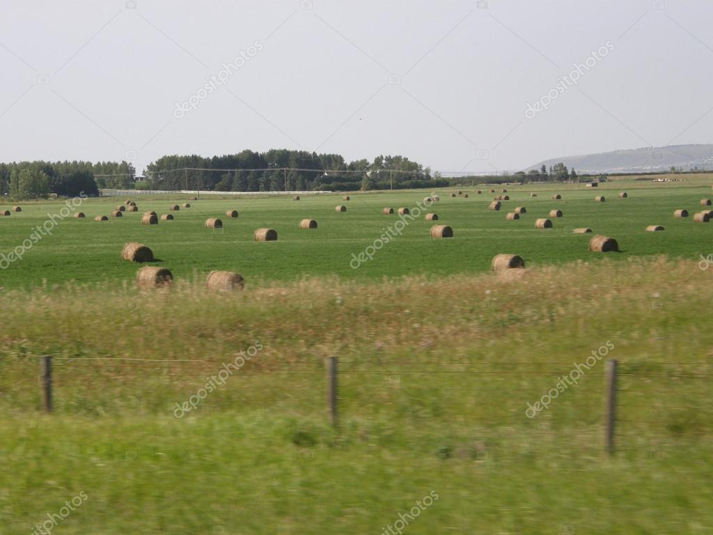 Prairie Farm