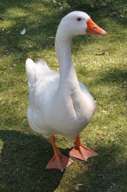 Eğil
