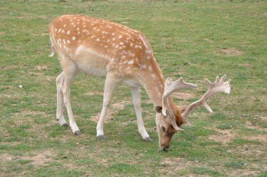 Vahşi doğada geyik