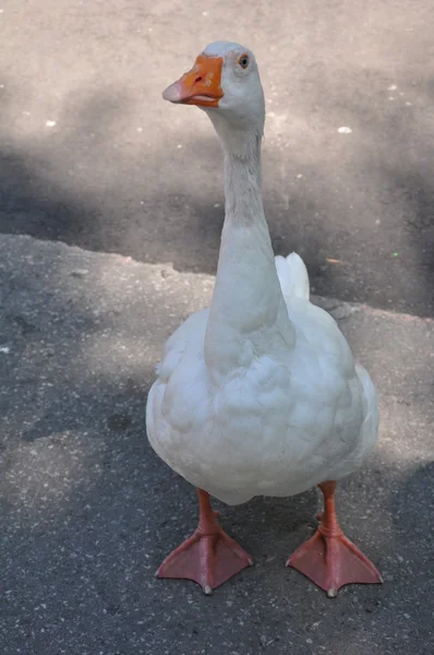 Ente — Stockfoto