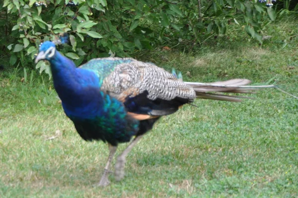 Peacock — Stock Photo, Image