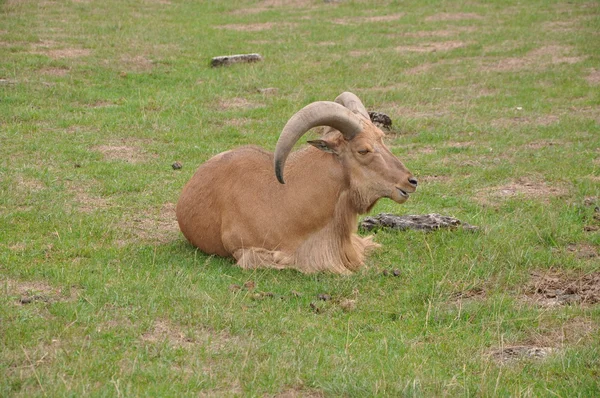 Goat — Stock Photo, Image