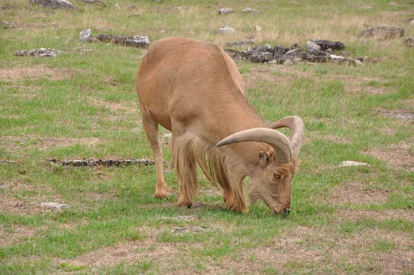 Goat — Stock Photo, Image