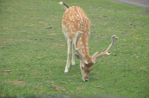 Rehe in freier Wildbahn — Stockfoto