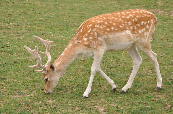 Deer in the Wild — Stock Photo, Image