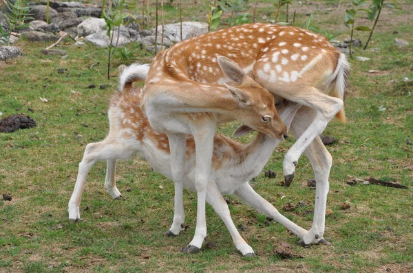 Ciervo chupando leche —  Fotos de Stock