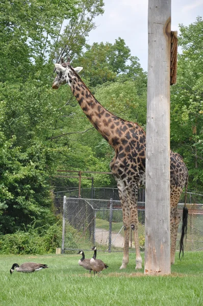 Giraffe — Stock Photo, Image