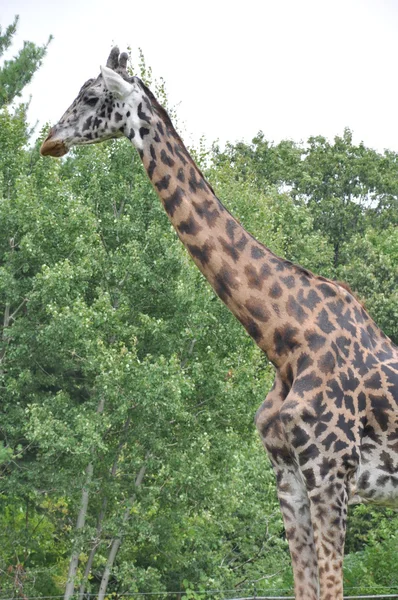 Giraffe — Stock Photo, Image