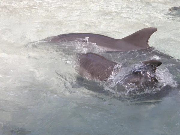 Dolphin — Stock Photo, Image