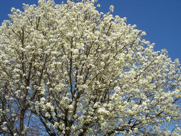 Fiori di ciliegio — Foto Stock